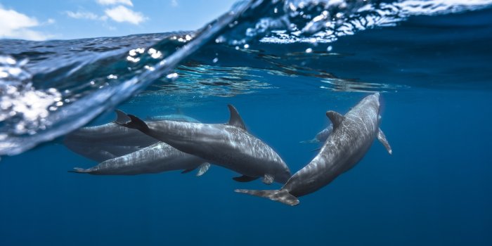 2500x1667 210+ Dolphin HD Wallpapers and Backgrounds