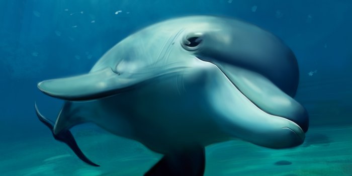 2800x4197 Dolphin Wallpapers Download | MobCup