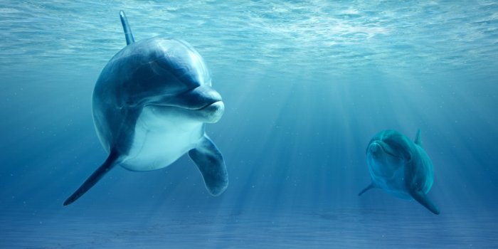 1332x850 Wallpaper ocean, realism, dolphins images for desktop, section животные -  download