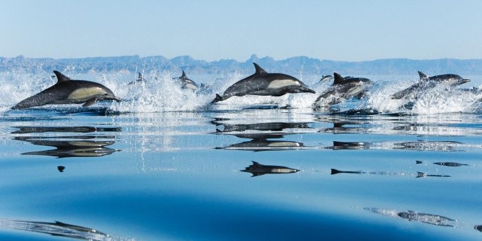 1920x1200 Wallpaper 4k Dolphins in Sea Wallpaper