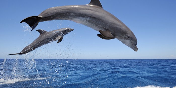 1920x1200 Dolphins 4K wallpapers for your desktop or mobile screen free and easy to  download