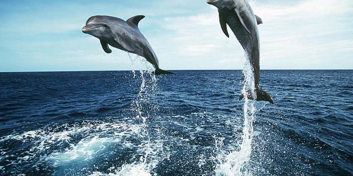 1024x768 Dolphin, Dancing Dolphins, Wallpaper 25-09-2010d | Dolphin, …