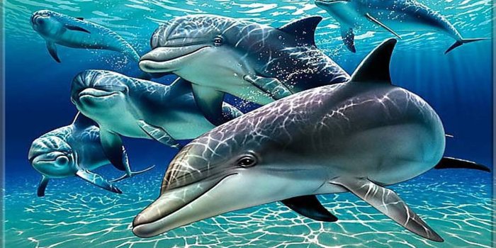 1920x1080 Dolphins Wallpaper For Pc Tablet And Mobile Download - Gnome-look.org