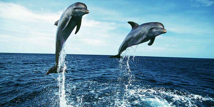 2560x1600 Oceanic Dolphins Wallpapers