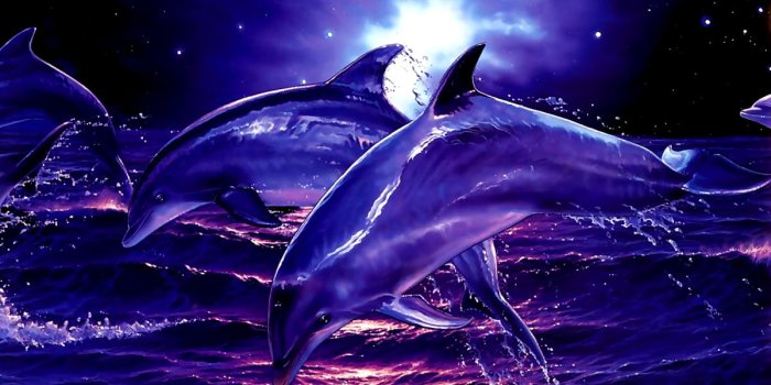 1200x900 Dolphin, Bottlenose Dolphin, Fish wallpaper | Download Free pics