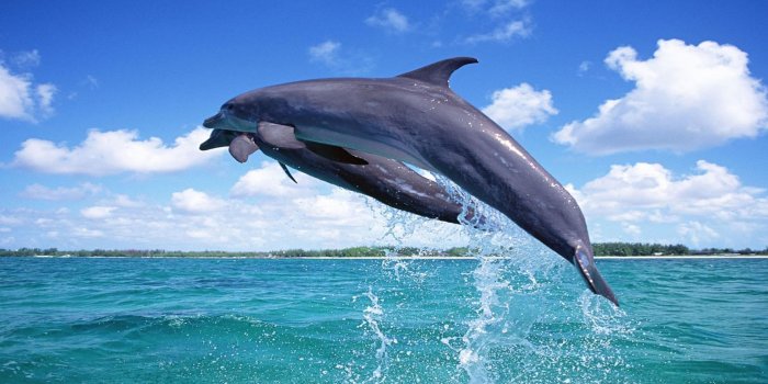 1920x1080 570814 1920x1080 dolphin wallpaper free desktop wallpapers JPG 382 kB -  Rare Gallery HD Wallpapers