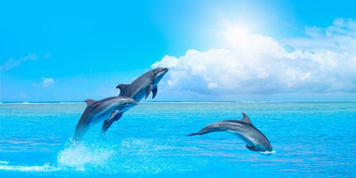 1440x856 Dolphins in the ocean - Wallpaper