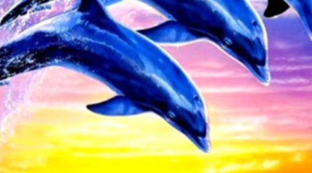 630x1280 Dolphin wallpaper by Lovely_nature_27 - Download on ZEDGE™ | 76f0
