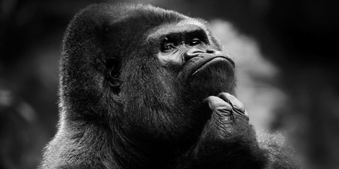 1920x1200 120+ Gorilla HD Wallpapers and Backgrounds