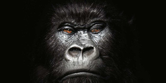 1600x1200 Gorilla Wallpapers