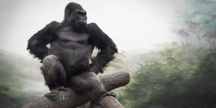 1920x1200 120+ Gorilla HD Wallpapers and Backgrounds