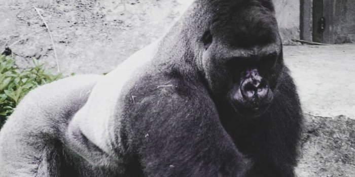 867x1439 Top 35 Gorilla Wallpapers [ 4k + HD ]