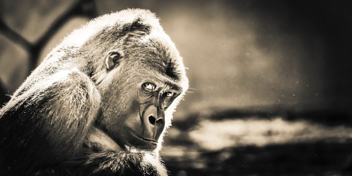 3840x2160 360192 Gorilla 4k - Rare Gallery HD Wallpapers