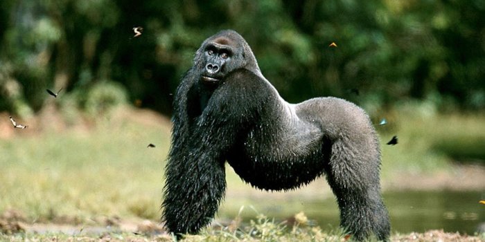 3072x1728 Gorilla Pictures - Animal Wallpapers - National Geographic