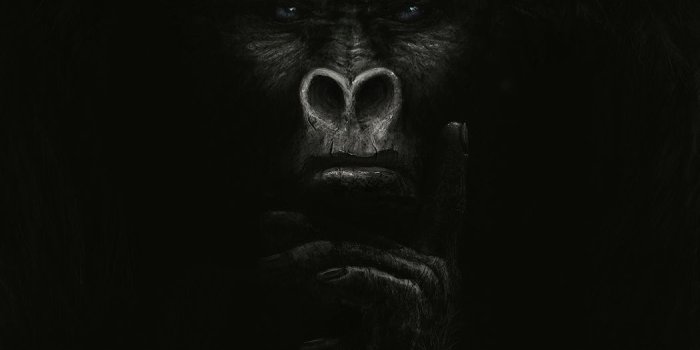 1050x1750 Gorilla iPhone Wallpapers - Top Free Gorilla iPhone Backgrounds -  WallpaperAccess