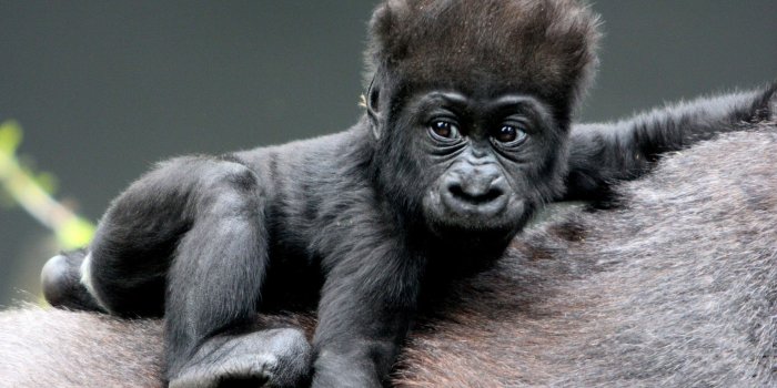 1920x1080 Gorillas 4K wallpapers for your desktop or mobile screen free and easy to  download