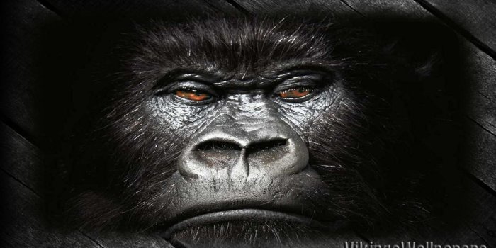 1280x720 Gorilla Wallpaper APK for Android Download