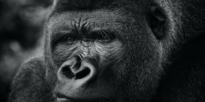 4160x5547 Download wallpaper 4160x5547 gorilla, primate, animal, black hd background
