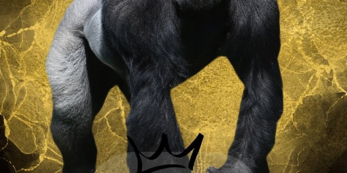 1440x2960 Gorilla Phone Wallpaper Minimalist Phone Wallpaper Iphone - Etsy