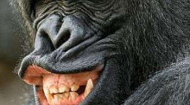 630x1280 Gorilla wallpaper by mirapav - Download on ZEDGE™ | 0f18