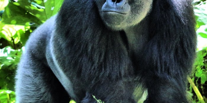 1000x1288 500+ Gorilla Pictures | Download Free Images on Unsplash