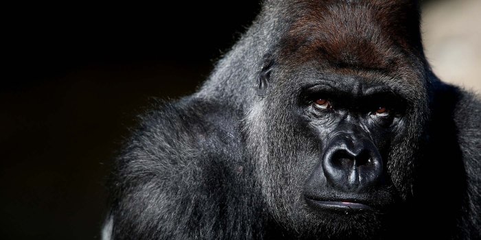1920x1280 39+] HD Gorilla Wallpaper - WallpaperSafari