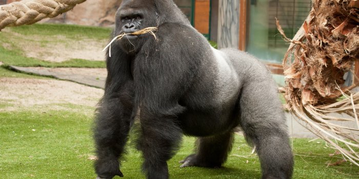 2048x1365 542623 desktop wallpaper for gorilla - Rare Gallery HD Wallpapers