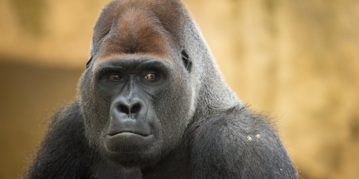 2560x1600 120+ Gorilla HD Wallpapers and Backgrounds