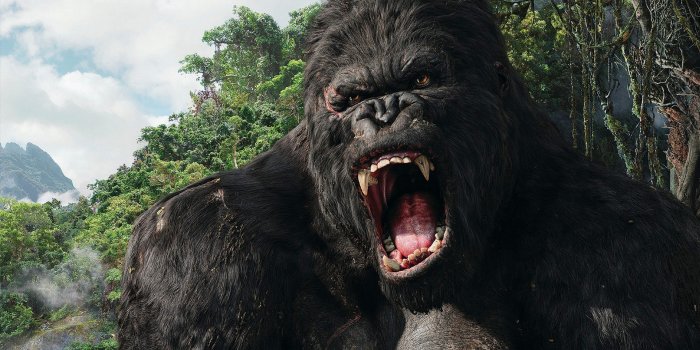 1920x1200 Gorilla Wallpapers • TrumpWallpapers