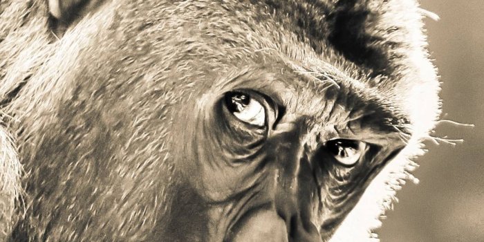 1242x2688 1242x2688 Gorilla Iphone XS MAX HD 4k Wallpapers, Images, Backgrounds,  Photos and Pictures