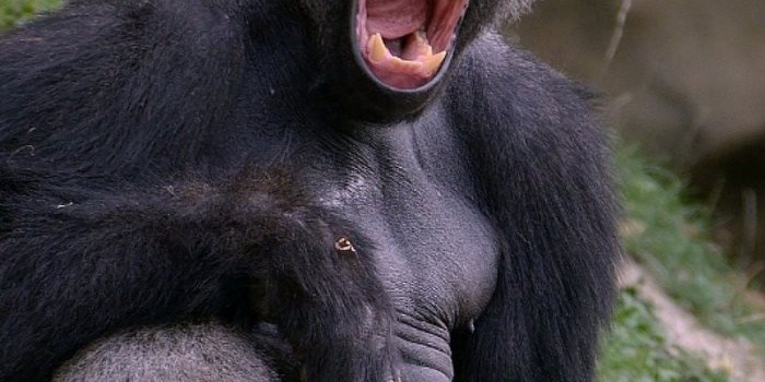 800x1200 Baby Gorilla iPhone Wallpapers