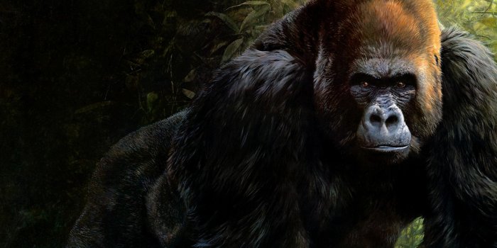 1332x850 Wallpaper look, face, leaves, nature, pose, the dark background, figure,  graphics, portrait, picture, paws, wool, power, art, monkey, gorilla images  for desktop, section живопись - download