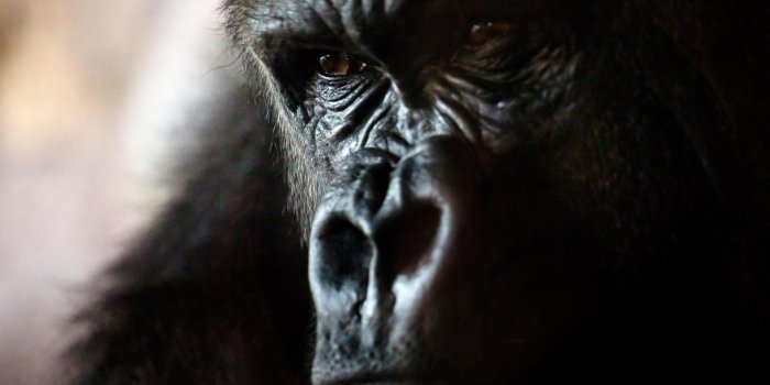 1920x1080 Silver back gorilla. Wallpaper APK for Android Download