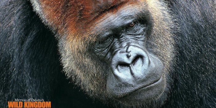 1920x1080 Gorilla Wallpaper - linux-apps.com