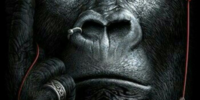 1080x1920 Top 35 Gorilla Wallpapers [ 4k + HD ]