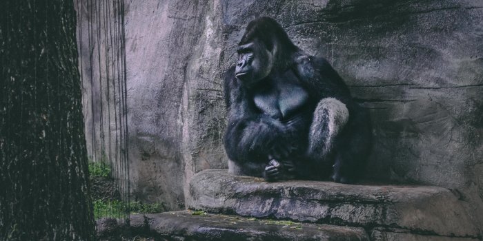 4759x3173 Gorilla Photos, Download The BEST Free Gorilla Stock Photos & HD Images