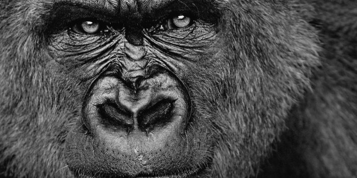 1920x1200 gorilla Wallpapers HD / Desktop and Mobile Backgrounds