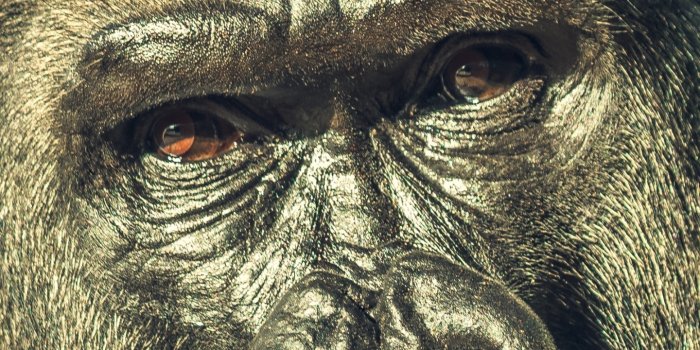 1440x3216 Wallpaper ID: 301786 / Animal Gorilla Phone Wallpaper, , 1440x3216 free  download