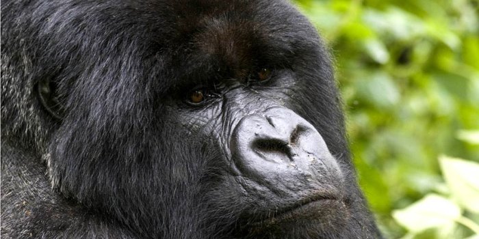 1024x768 Free Gorilla Wallpaper - Animals Town