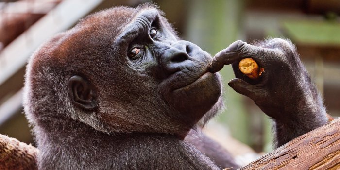 3200x2100 510809 Wallpaper for Desktop: gorilla - Rare Gallery HD Wallpapers