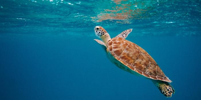 1000x1500 100+ Sea Turtle Pictures | Download Free Images on Unsplash