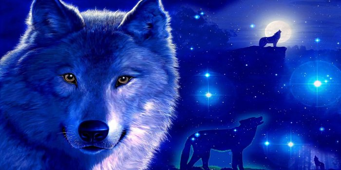 2560x1440 Cool Blue Wolf Wallpapers - Wolf-Wallpapers.pro | Wolf wallpaper, Wolf  background, Eyes wallpaper