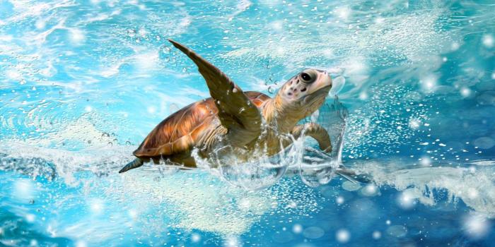 1920x1080 Free Cute Turtle Wallpaper Downloads, [100+] Cute Turtle Wallpapers for  FREE | Wallpapers.com