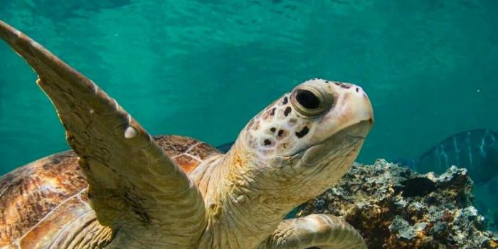 1080x1920 54+ Sea Turtles Desktop