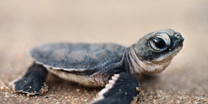 1920x1200 77+] Cute Turtle Wallpaper - WallpaperSafari