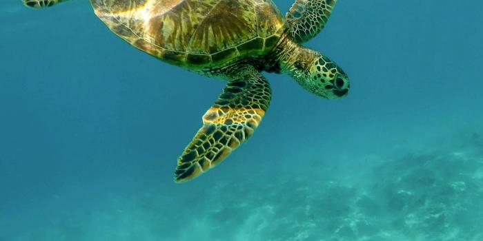 2048x2732 Turtle Wallpaper - iPhone, Android & Desktop Backgrounds