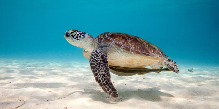 1920x1200 Baby Turtle Wallpaper (54+ images)