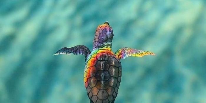 1079x1323 Pin em Turtles