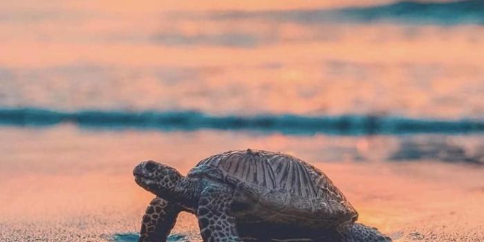957x1220 25+] Beach Turtle Wallpapers - WallpaperSafari