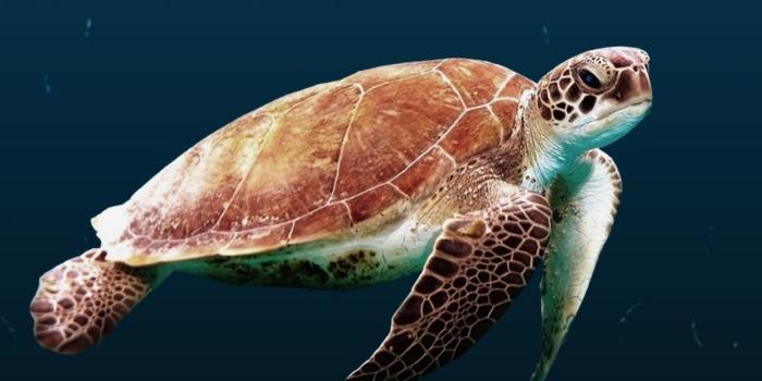 1242x2688 1242x2688 Sea Turtle Iphone XS MAX HD 4k Wallpapers, Images, Backgrounds,  Photos and Pictures